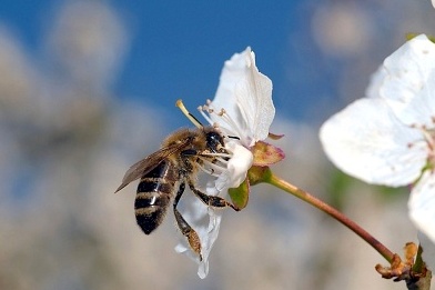 Manuka Honey Health Benefits