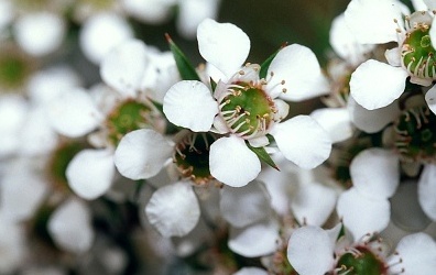 New Zealand Manuka Honey